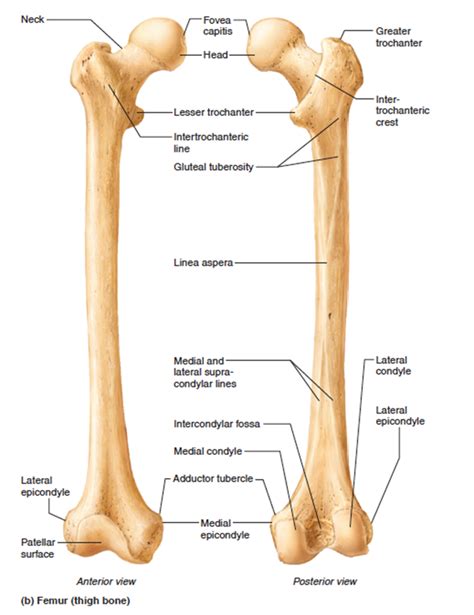 Human Skeleton Diagram Labeled Femur