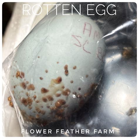 Incubating Tips for Healthy Chicks: Best Incubator, How to Candle, When