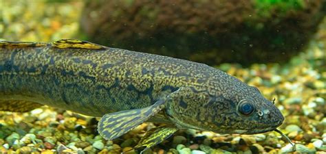How To Fish Burbot 5 Easy Steps 2025