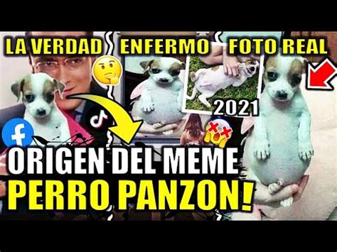 Perrito Panzon Origen Del Meme La Verdad Explicacion Perro