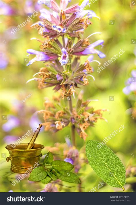 Sage Salvia Officinalis Stock Photo 161974565 Shutterstock