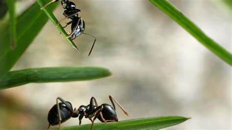 Qu Significa So Ar Con Hormigas Negras