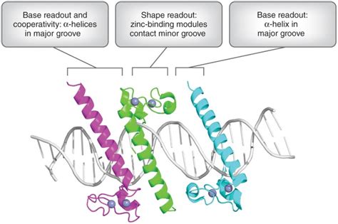 Exposing The Secrets Of Sex Determination Nature Structural