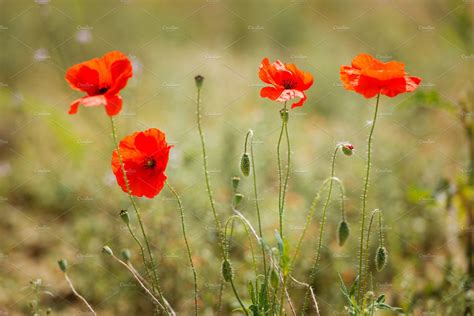 Flower red poppy flowering | High-Quality Nature Stock Photos ...