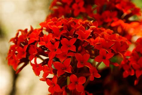 Free Images Leaf Flower Petal Red Autumn Botany Garden Flora