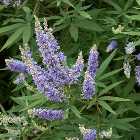 Chaste Tree Vitex Agnus Castus Shrubs Gardenya Online Garden Center