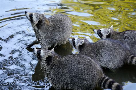 Wildpark Kurpfalz Park Wachenheim Der Große Wild Und Erlebnispark