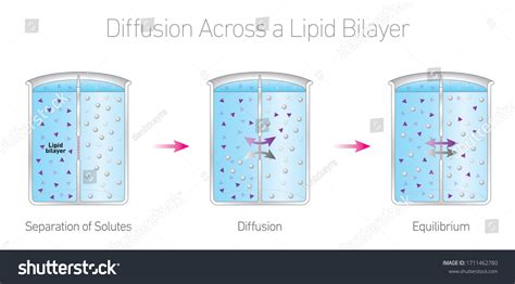 Diffusion Across Lipid Bilayer Lipids Membranes Stock Vector Royalty