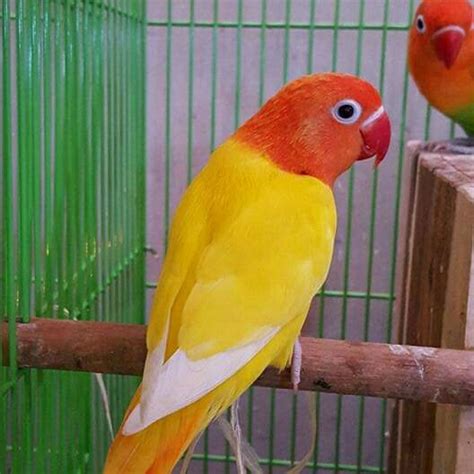 Lovebird Lutino Mata Merah