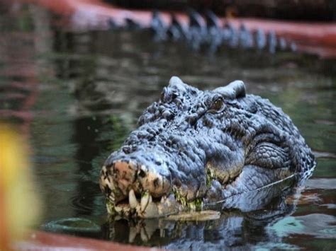 World Largest Crocodile Cassius Celebrates 120th Birthday In Australia