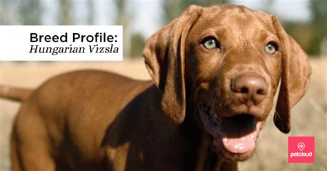 Is the Hungarian Vizsla the Right Dog Breed for You?