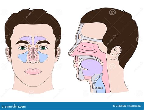 Anatomy Of The Nose Stock Vector Image Of Palate Nasal 24476662