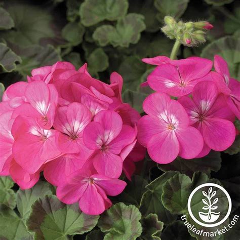 Geranium Flower Seeds Pinto Premium Series Flower Gardening Seed