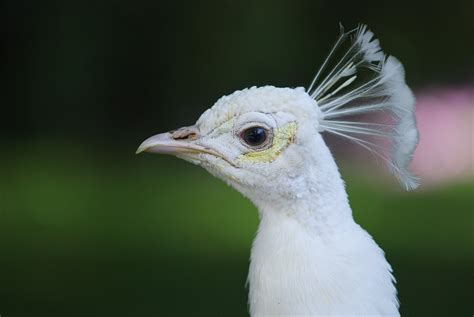 Free photo: Peacock, White Peacock, Closeup - Free Image on Pixabay ...