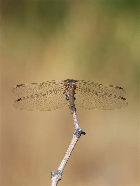 Free Images Branch Wing Fauna Invertebrate Close Up Dragonfly