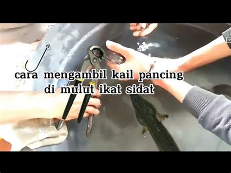 Cara Mengambil Kail Pancing Yang Ada Di Mulut Ikan Sidat YouTube