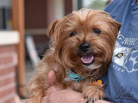 Montgomery TX Yorkie Yorkshire Terrier Meet Sophia A Pet For