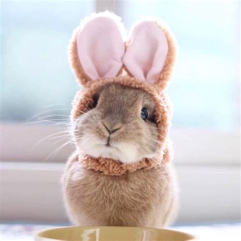 Happy Easter 🐣 Thepineapplerepublic Hamsters Fofos Bichinhos