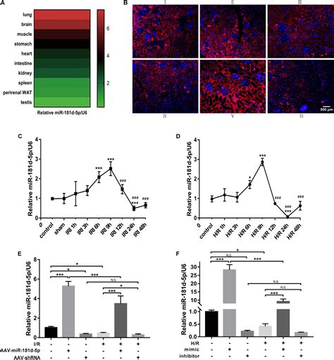 Frontiers Mir D P Targets Klf To Improve Ischemia Reperfusion