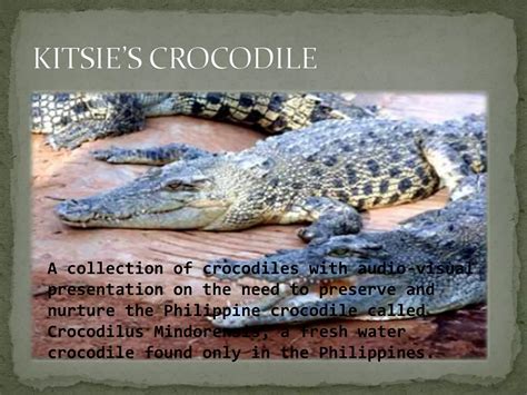 Province Of Zambales Ppt