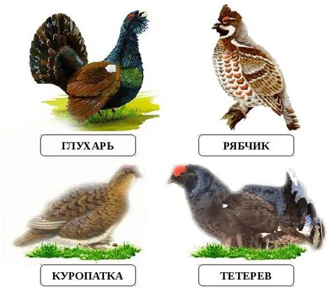 Чем отличается тетерев от глухаря - несколько внешних признаков