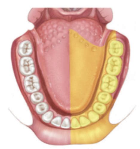 Soft Tissue Pelvic Anterior Wall Hot Sex Picture