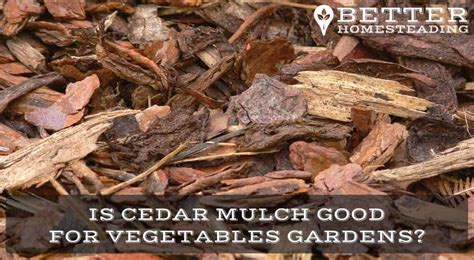 Cedar Mulch For Vegetable Gardens A Good Idea