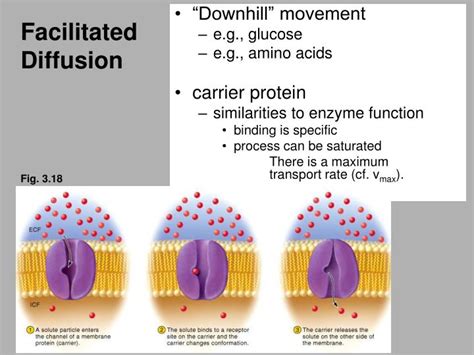 PPT - Facilitated Diffusion PowerPoint Presentation - ID:3032803