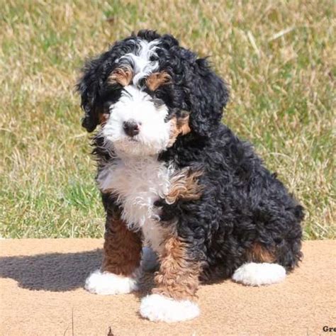 Mini Bernedoodle Puppies For Sale Greenfield Puppies