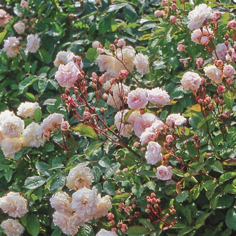 Marie Pavie Dwarf Polyantha David Austin Roses