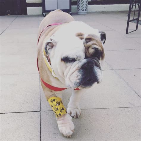 Boas Surgery At Tudor Tudor House Veterinary Practice