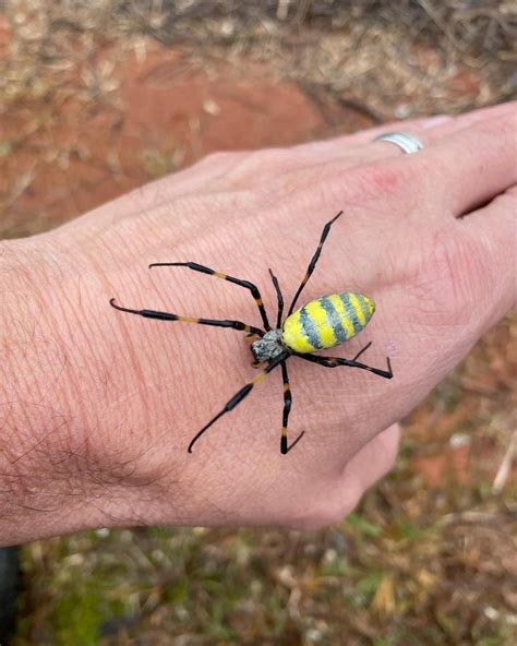 Large Flying Invasive Joro Spiders Are On Their Way To Nj Everything