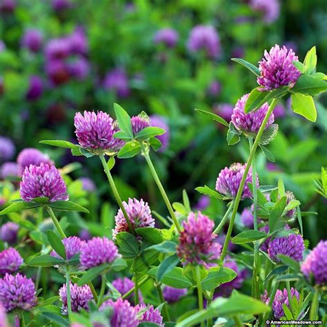 Medium Red Clover Seeds Clover Seed Plants Perennial Plants