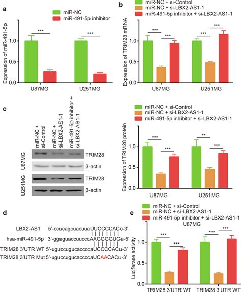 Lbx As Regulated Trim Expression Via Sponging Mir P A The