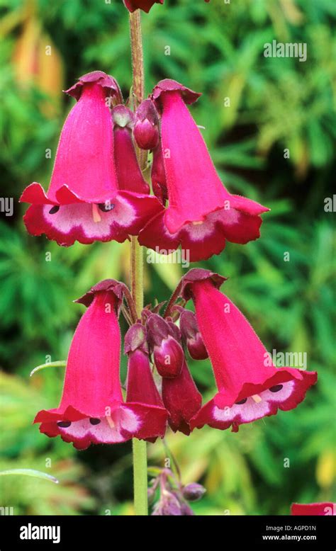 Penstemon Pensham Amelia Jane Stock Photo Alamy