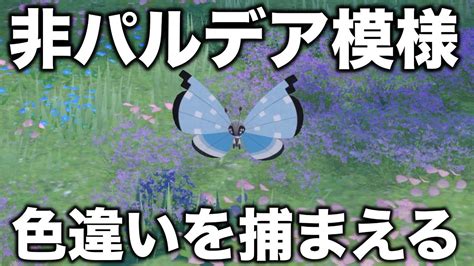 非パルデア模様のビビヨンの色違いを捕まえるぞ～！おぉ～！【ポケモンsvスカバイ】 Youtube