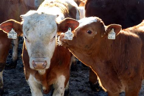 Images Gratuites bétail pâturage agriculture du boeuf faune veau