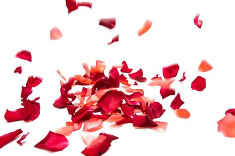 Falling Rose Petals Stock Photo Kavita