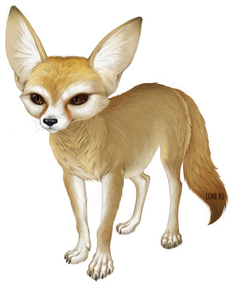 fennec behance