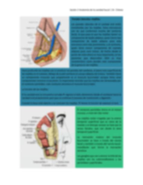 Solution Anatom A De La Cavidad Bucal Studypool