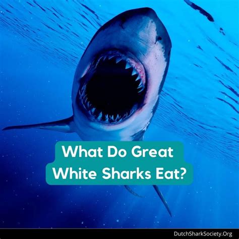 What Do Great White Sharks Eat Dutch Shark Society