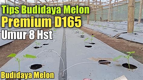 Tips Dan Cara Mudah Budidaya Melon YouTube