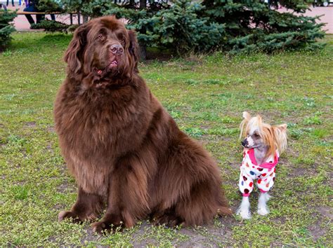 11 Of The Worlds Largest Dog Breeds Thegoodypet