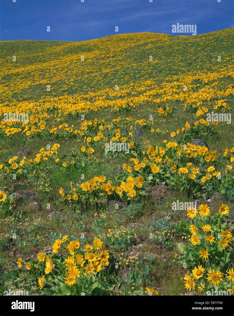 Balsamroot Wildflower In Bloom Hi Res Stock Photography And Images Alamy