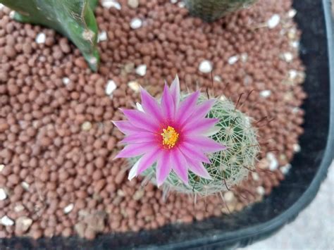 10 Popular Cactus with Pink Flower