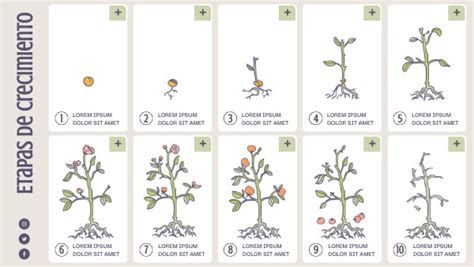 Ciclo De Vida De Las Plantas