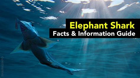 Elephant Shark | Everything you need to know – sharksinfo.com