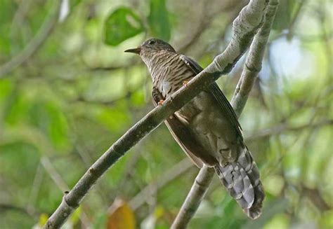 Burung Kedasih Mitos Ciri Ciri Klasifikasi Habitatnya