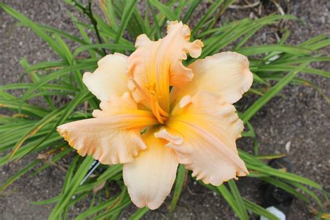 Lewis Daylily Garden Curt Hansons Daylilies