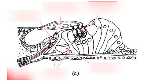 Cochlear Cross Section Diagram Quizlet